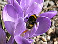 Bombus lucorum