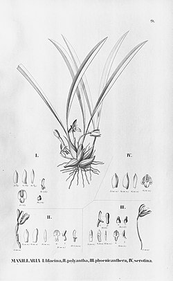 Maxillaria lilacea - Brasiliorchis polyantha (as Maxillaria p.) - 
 Brasiliorchis phoenicanthera (as Maxillaria p.) - 
 Brasiliorchis chrysantha (as Maxillaria c.) - 
 Fl.Br. 
 3-6-09. jpg