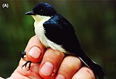 Adult male satin berrypecker