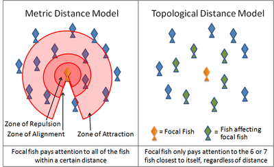 A diagram illustrating the difference between 'metric distance' and 'topological distance' in reference to fish schools Metric vs topological distance for animal aggregations.png