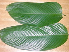 "Ewe eran" leaves (Thaumatococcus daniellii)