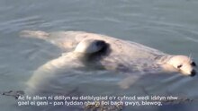 Файл: Мониторинг на сиви тюлени в Pembrokeshire, Wales.webm