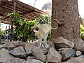 Monkey, Cidade Velha, Cape Verde