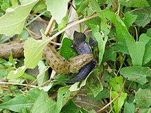 Natrix tessellata ловит рыбу Гобиуса - 20060710.jpg