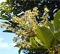 Květenství nefélia pulasanu (Nephelium ramboutan-ake)