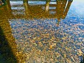 View of water with sediments and oyster beds underneath Oleta River bridge