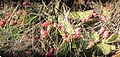 Opuntia humifusa in fruit by the beach at Welwyn Preserve,Glen Cove, Long Island, New York, October 2014