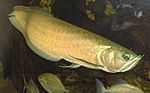 Miniatura Arowana srebrna