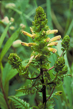 Description de l'image Pedicularis furbishiae.jpg.