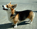 Pembroke Welsh Corgi 600.jpg