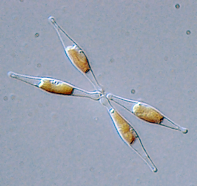 The diatom Phaeodactylum tricornutum can grow in the absence of silicon, and can survive without making silicified frustules.