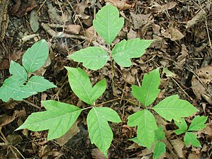 Poison Ivy, found on an educational trail at t...