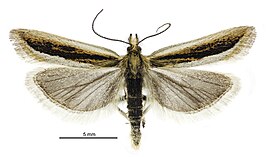 Protyparcha scaphodes