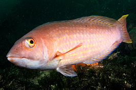 Pseudolabrus rubicundus