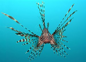 Pterois volitans, also known as red or common ...