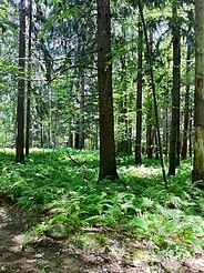 Quinebaug Trail between Breakneck Road and Trail 1 Road crossing at Phillips Pond.