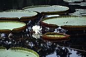 Victoria amazonica