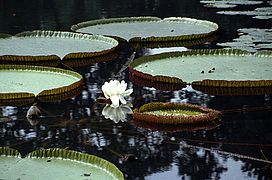 Bunga Victoria amazonica