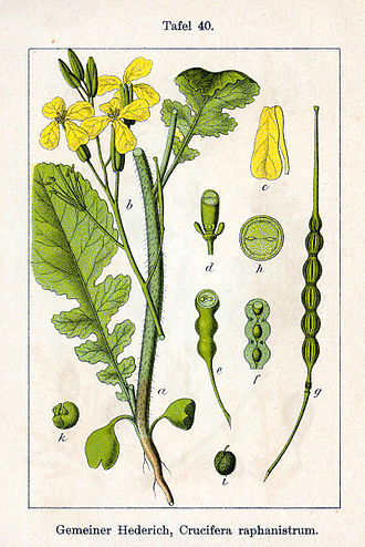 Редька полевая. Ботаническая иллюстрация Якоба Штурма из книги Deutschlands Flora in Abbildungen, 1796
