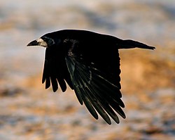 Oiseau intelligent  dans OISEAUX 250px-Rook_in_flight