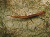 A slim salamander with translucent skin rests underwater