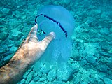 Coppia di Polmone di Mare o Medusa Barile (Rhizostoma Pulmo) fotografate a Lido Saturo, Marina di Leporano (Taranto). È evidente la poca capacità urticante di tale medusa (Nematocisti)