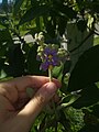 Flor de Fumo Bravo. La Plata, Argentina.