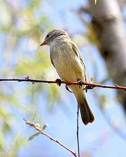 Pikkutyranninapsija (Camptostoma obsoletum)