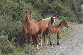 Chevaux sauvages à Spirits Bay, sur l'île du Nord.