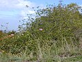 Một bụi cây đang mọc um tùm ở Hawaii