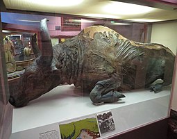 Bison des steppes fossilisé, exposé au Musée du Nord de l'Université d'Alaska à Fairbanks. Mammifères éteints qui parcouraient l'intérieur de l'Alaska pendant la période glaciaire du Wisconsin. Ce spécimen est mort il y a environ 36 000 ans, découvert en 1979, a une couleur bleuâtre sur toute la carcasse, causée par le phosphore dans les tissus animaux réagissant avec le fer dans le sol pour produire un revêtement minéral de vivianite - qui est devenu un bleu brillant lorsqu'il a été exposé à l'air.