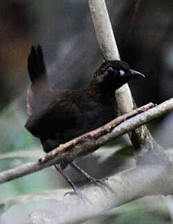 Rastasmuura (Formicarius analis)