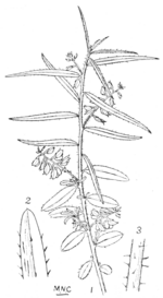 P. bulbothrix Dunn I.