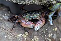 The Striped Shore Crab (Pachygrapsus crassipes) - Featured on: Iso