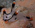 彩绘多角海蛞蝓