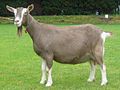 A Toggenburg goat with Swiss Markings. Note that these Toggenburgs have modifier genes which turn the black-pigmented areas to medium brown and the tan areas to white.