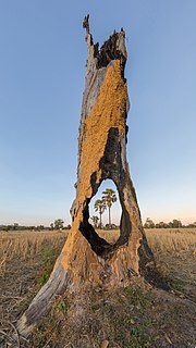 un tronc d'arbre troué derrière lequel on aperçoit d'autres arbres