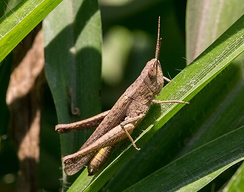Another grasshopper