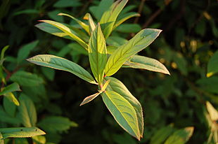 Drueved (Itea virginica)