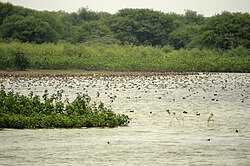 করাইবেট্টি পাখিরালয়ের দৃশ্য