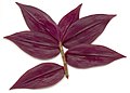 Back view of leaves of Tradescantia zebrina 'Tricolor'