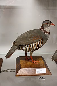 Überseemuseum Bremen 2009 163.JPG