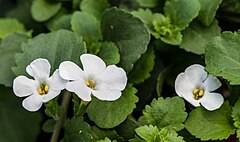 Bacopa speciosa 'Snowflake'