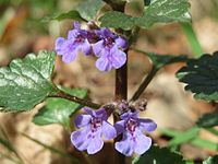 20150412Glechoma hederacea1.jpg