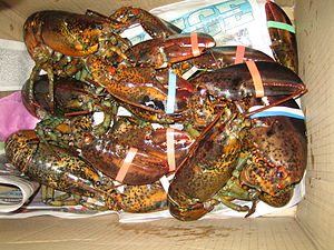 207 - Live Lobsters