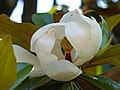 Fleur de Magnolia grandiflora.