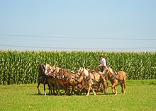 A team of six horses mowing hay in East Lampeter Township, Pennsylvania, U.S. 6 horse team East Lampeter TWP LanCo PA 1.jpg