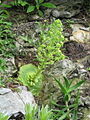 Aeonium tabuliforme bearing inflorescence