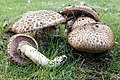 Agaricus bohusii 鱗片状の傘