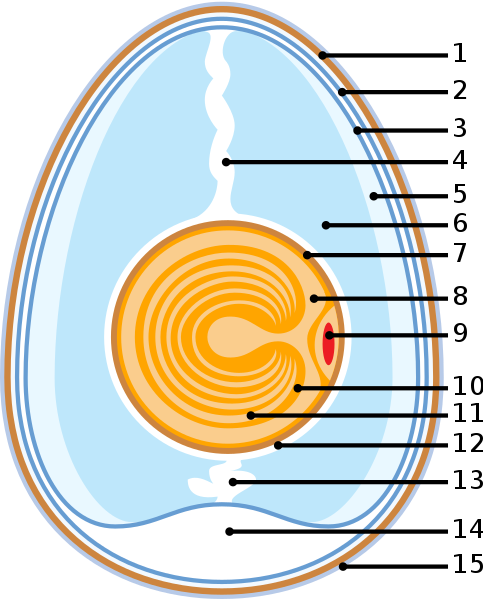 File:Anatomy of an egg.svg